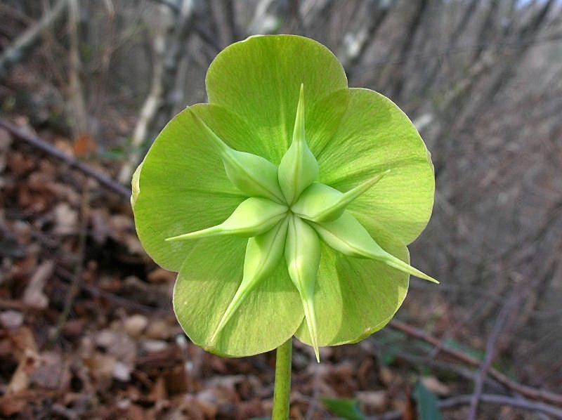 Helleborus niger / Rosa di Natale
